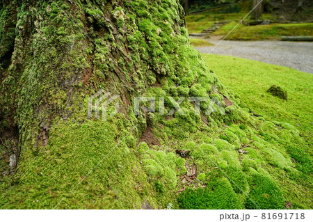 石川県小松市苔の里にあるヤマゴケがはえた木 81691718