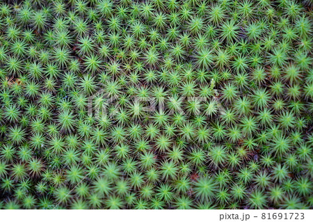 石川県小松市苔の里にある一面のスギコケ俯瞰 石川県小松市苔の里にある一面のスギコケ俯瞰 81691723
