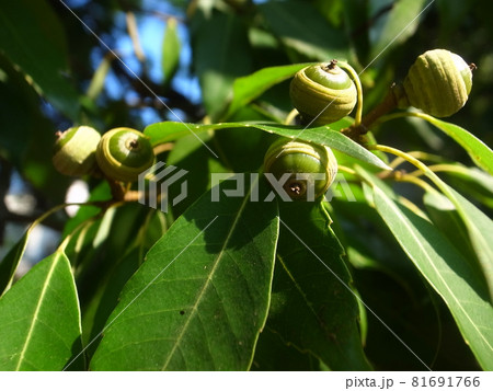 どんぐり どんぐり 81691766