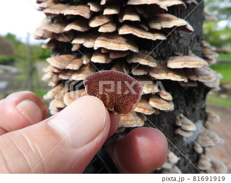 広葉樹の枯れ木に群生する「ハカワラタケ」：裏側 81691919