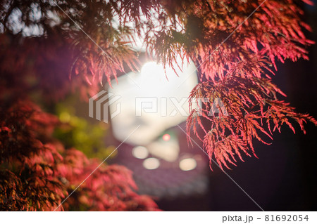 ベニシダレモミジ 紅枝垂れ紅葉 ベニシダレモミジ 紅枝垂れ紅葉 81692054