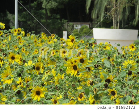 夏の花といえば黄色いヒマワリ 夏の花といえば黄色いヒマワリ 81692172