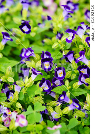 綺麗なトレニアの花壇 綺麗なトレニアの花壇 81692316