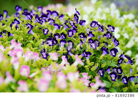 綺麗なトレニアの花壇の写真素材 綺麗なトレニアの花壇の写真素材