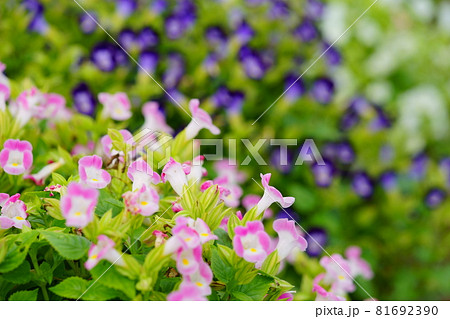 綺麗なトレニアの花壇の写真素材