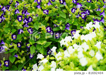 綺麗なトレニアの花壇の写真素材 綺麗なトレニアの花壇の写真素材