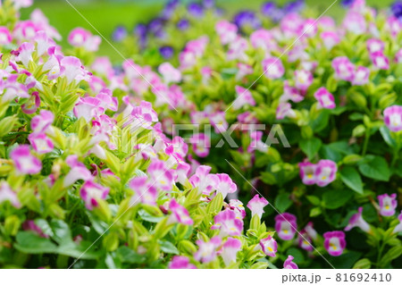 綺麗なトレニアの花壇 81692410