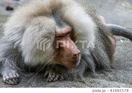 The hamadryas baboon, Papio hamadryas is a species of baboon 81692578