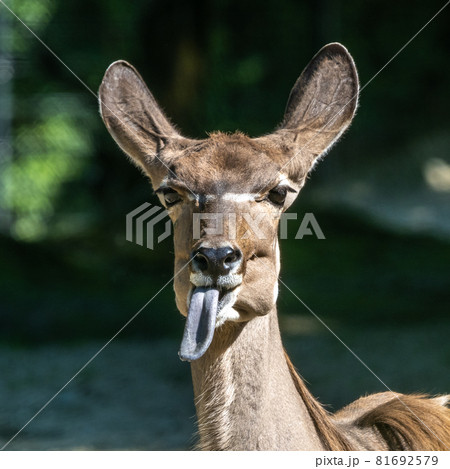The common eland sticking its tongue out. Taurotragus oryx is a savannah antelope The common eland sticking its tongue out. Taurotragus oryx is a savannah antelope 81692579