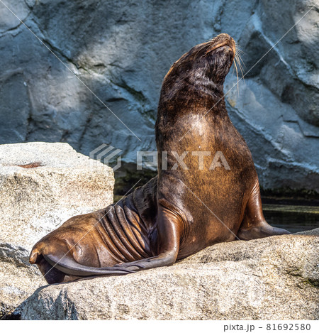 The South American sea lion, Otaria flavescens in the zoo The South American sea lion, Otaria flavescens in the zoo 81692580