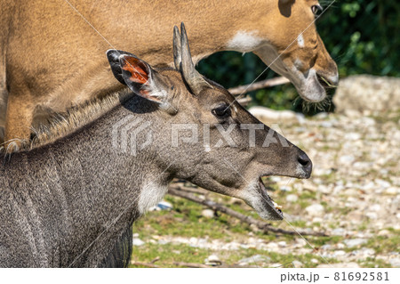 Indian Blackbuck, Antelope cervicapra or Indian antelope. Indian Blackbuck, Antelope cervicapra or Indian antelope. 81692581