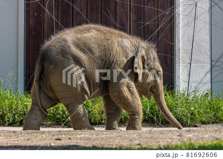 The Asian elephant, Elephas maximus also called Asiatic elephant The Asian elephant, Elephas maximus also called Asiatic elephant 81692606
