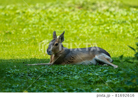 Patagonian Mara, Dolichotis patagonum are large relatives of guinea pigs 81692616