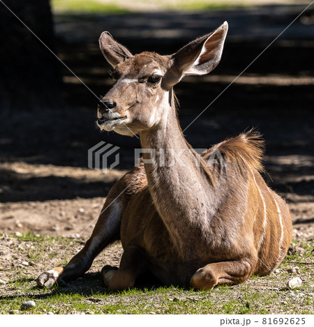 Greater kudu, Tragelaphus strepsiceros is a woodland antelope Greater kudu, Tragelaphus strepsiceros is a woodland antelope 81692625