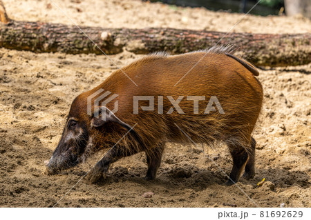 Red river hog, Potamochoerus porcus, also known as the bush pig. 81692629