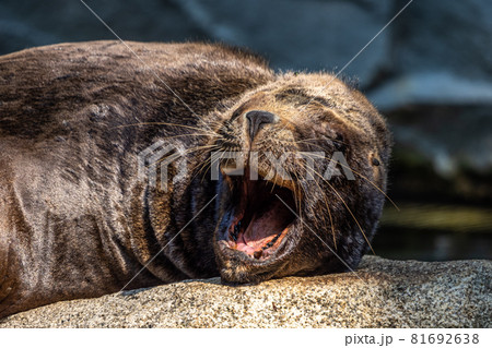 The South American sea lion, Otaria flavescens in the zoo The South American sea lion, Otaria flavescens in the zoo 81692638