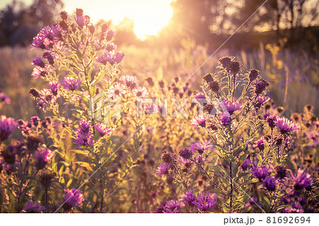 Autumn wild grass and flowers on a meadow Autumn wild grass and flowers on a meadow 81692694