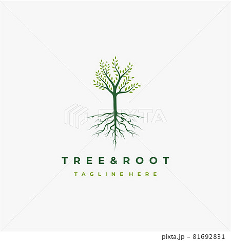 Vibrant tree logo design, tree and root vector. Tree of life logo design inspiration 81692831