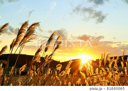 北海道　秋の夕暮れとススキ 81693065