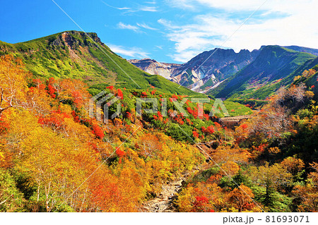 北海道　秋の青空と十勝岳の紅葉風景 81693071