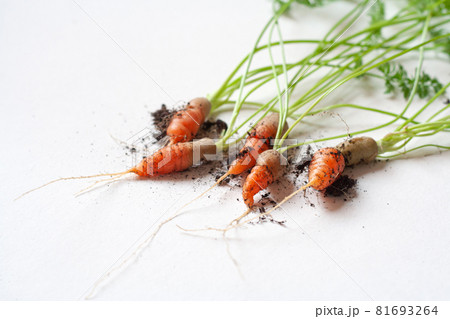 carrots with soil and green leaves on white carrots with soil and green leaves on white 81693264