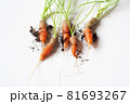 carrots with soil and green leaves on white 81693267