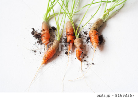 carrots with soil and green leaves on white 81693267