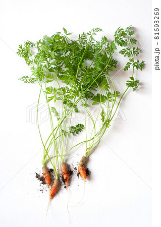 carrots with soil and green leaves on white 81693269