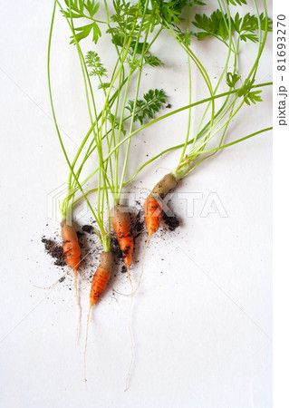 carrots with soil and green leaves on white carrots with soil and green leaves on white 81693270