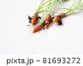 carrots with soil and green leaves on white 81693272