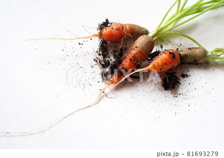 carrots with soil and green leaves on white 81693279