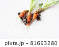 carrots with soil and green leaves on white 81693280