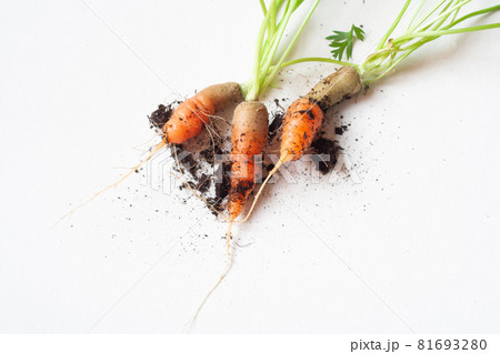 carrots with soil and green leaves on white carrots with soil and green leaves on white 81693280
