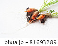 carrots with soil and green leaves on white 81693289