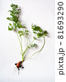carrots with soil and green leaves on white 81693290