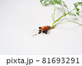 carrots with soil and green leaves on white 81693291