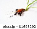 carrots with soil and green leaves on white 81693292