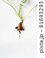 carrots with soil and green leaves on white 81693293