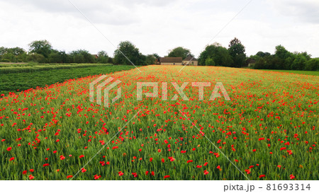 red poppy field near old hut in Teleshivka, Ukraine 81693314