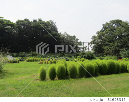 八月の三陽フラワーミュージアムの未だ未熟なコキア 八月の三陽フラワーミュージアムの未だ未熟なコキア 81693315