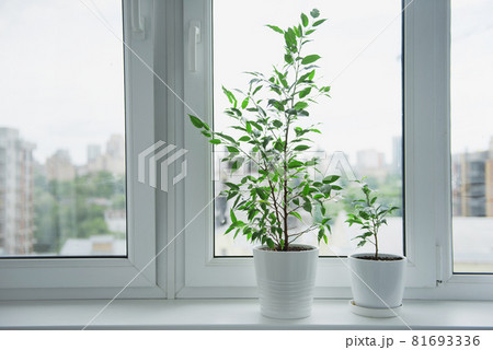 Two Ficus benjamina in white pot plant at home design Two Ficus benjamina in white pot plant at home design 81693336