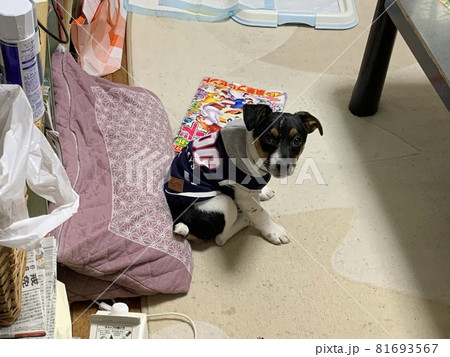一休み腰を下ろす子犬のジャックラッセル 一休み腰を下ろす子犬のジャックラッセル 81693567