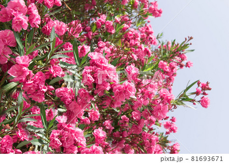 Close up pink oleander flowers with green leaves 81693671