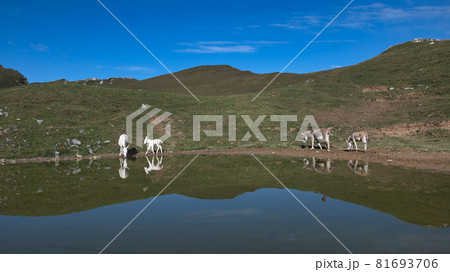 Donkeys around small alpine lake Donkeys around small alpine lake 81693706