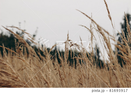 Field of dry brown grass over grey cloudy sky. Autumn landscape. Closeup of wild meadow plants. Selective focus, blurred background of dark woods. Seasonal nature concept. Fall in nature. Field of dry brown grass over grey cloudy sky. Autumn landscape. Closeup of wild meadow plants. Selective focus, blurred background of dark woods. Seasonal nature concept. Fall in nature. 81693917