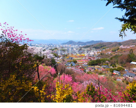春の里山/福島県福島市花見山 81694481