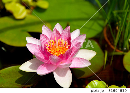 夏のバルコニー　ビオトープで咲く　スイレンの花（ピンク） 81694650