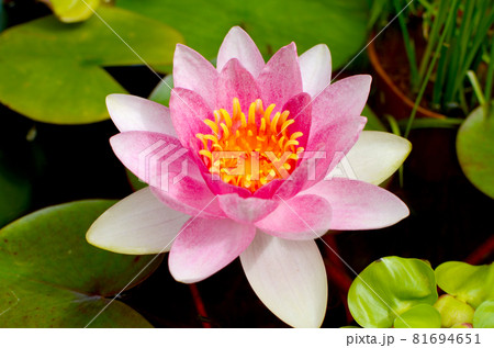 夏のバルコニー　ビオトープで咲く　スイレンの花（ピンク） 81694651