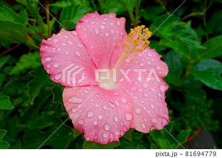 雨上がりのバルコニー　水滴が付いた　ハイビスカスの花（ピンク）　アップ 81694779