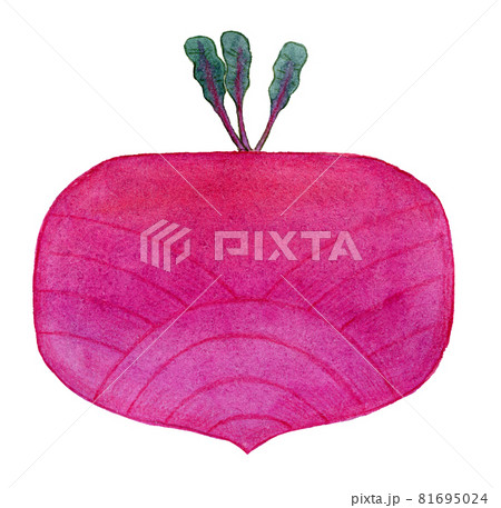 Root crop. Watercolor of beet on white 81695024